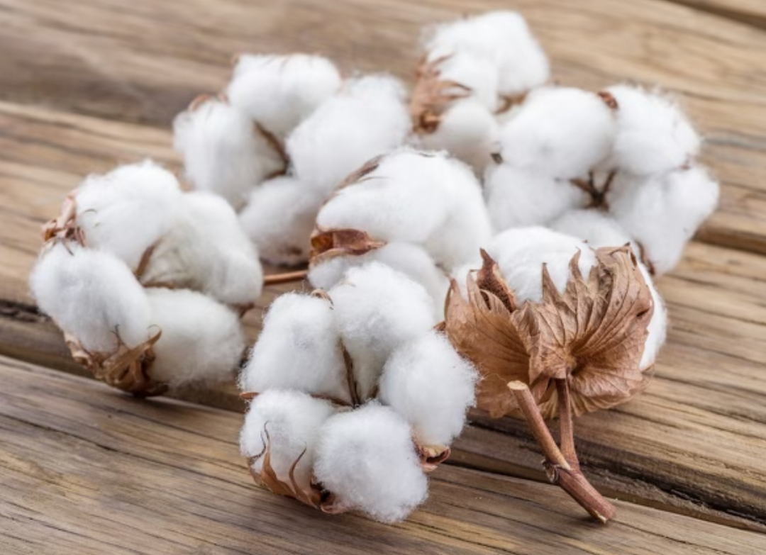 From Cotton to Customer: How Your T-Shirt is Made